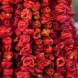 Gaziante acı dolmalık biber kurusu