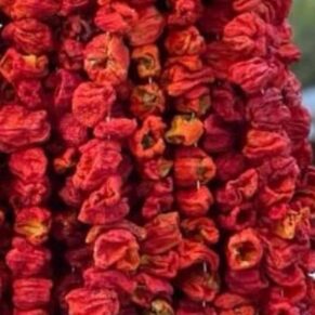 Gaziante acı dolmalık biber kurusu